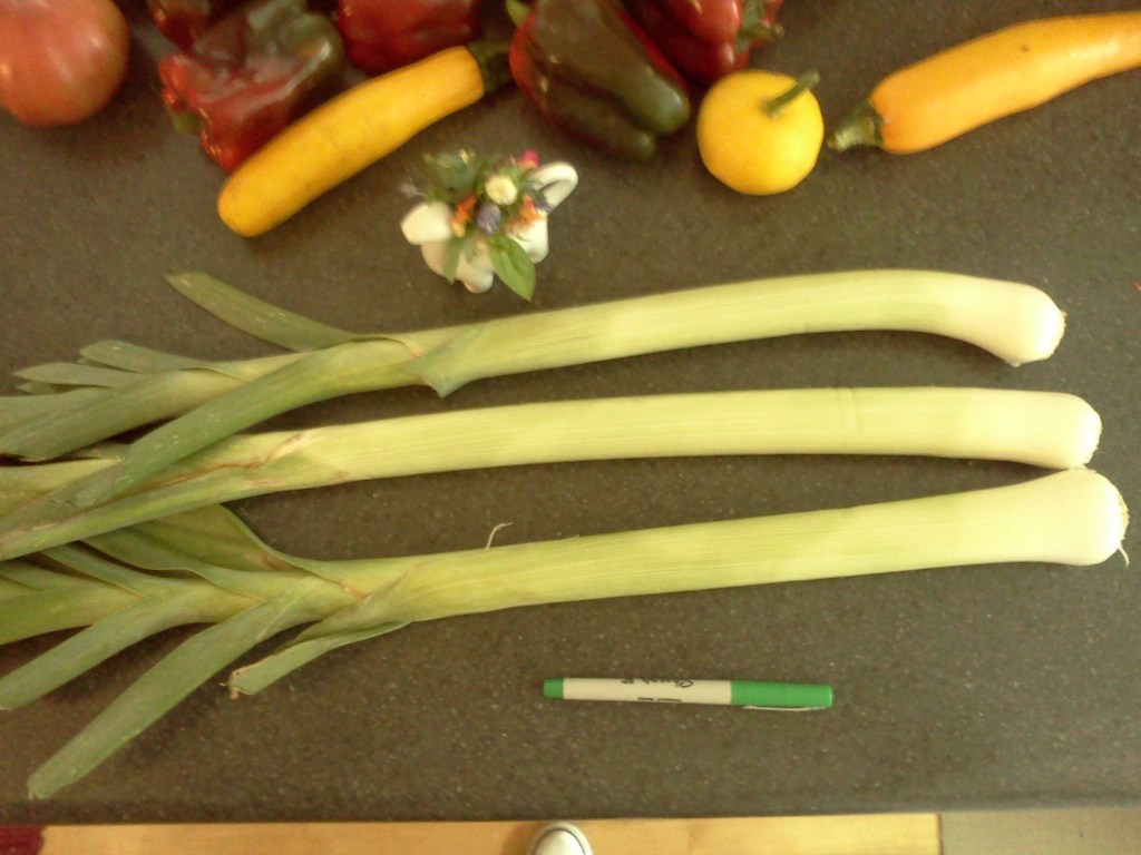 Leeks from the St. Paul Farmer's Market