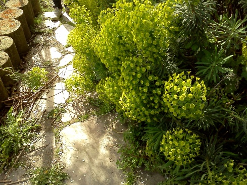 The Flowering Bush in Victoria